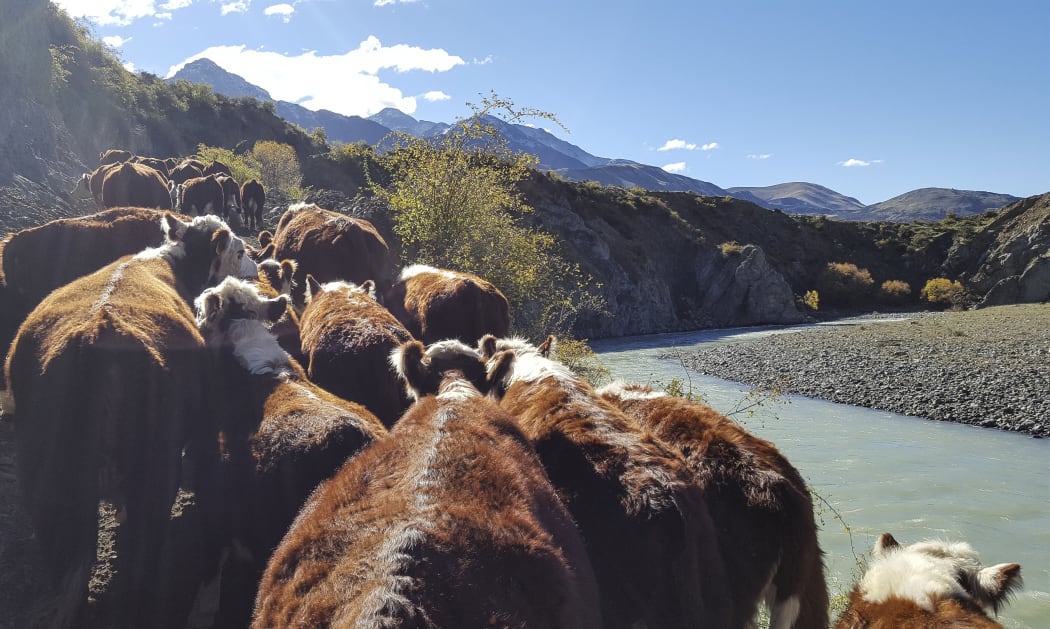 Hereford cattle climbing up a narrow track from the Clarence River.