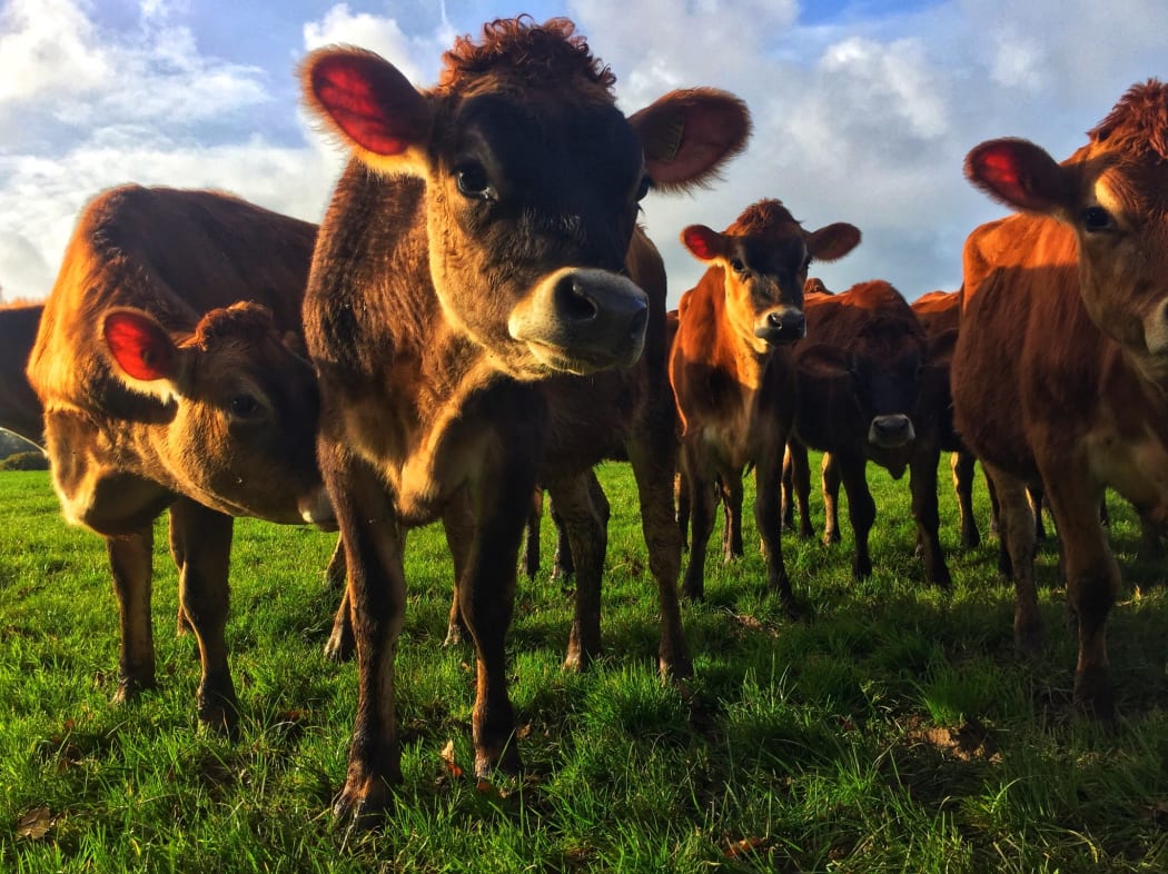 supplied Februdairy, Dr Jude Capper