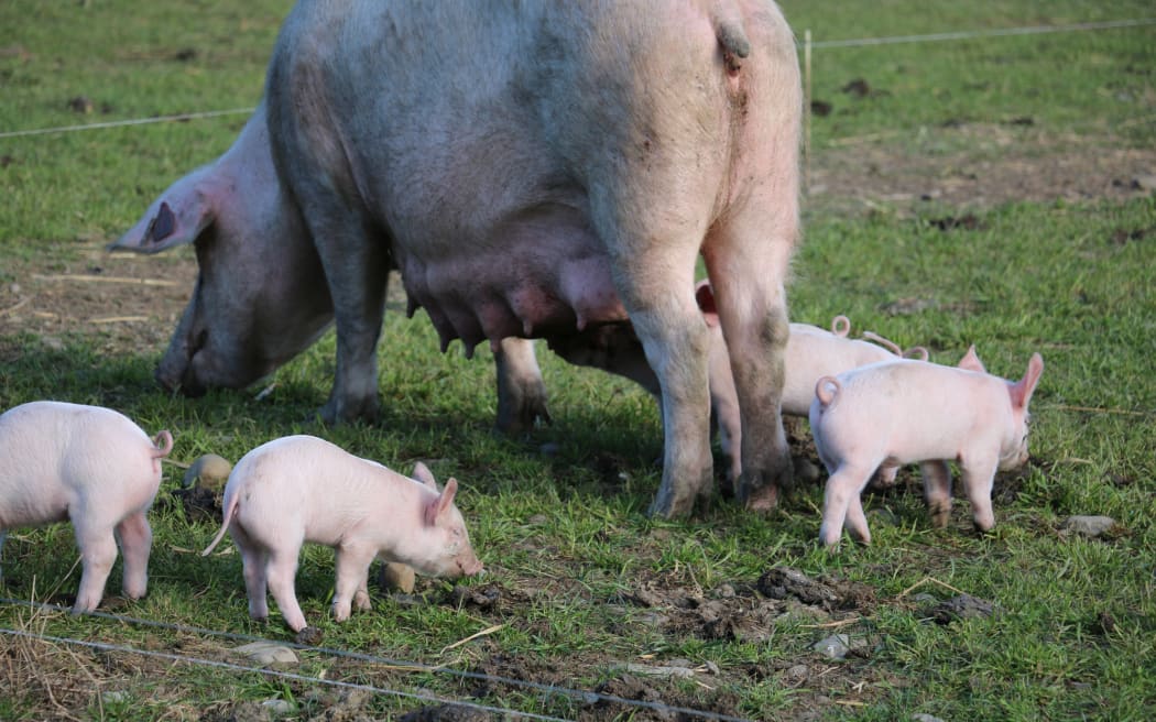 free range pig farm