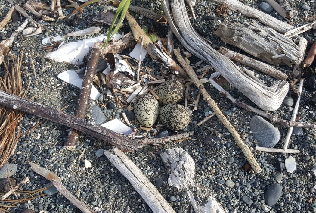 A banded dotterel nest with three eggs on Eastbourne beach is just a scrape in the gravel.