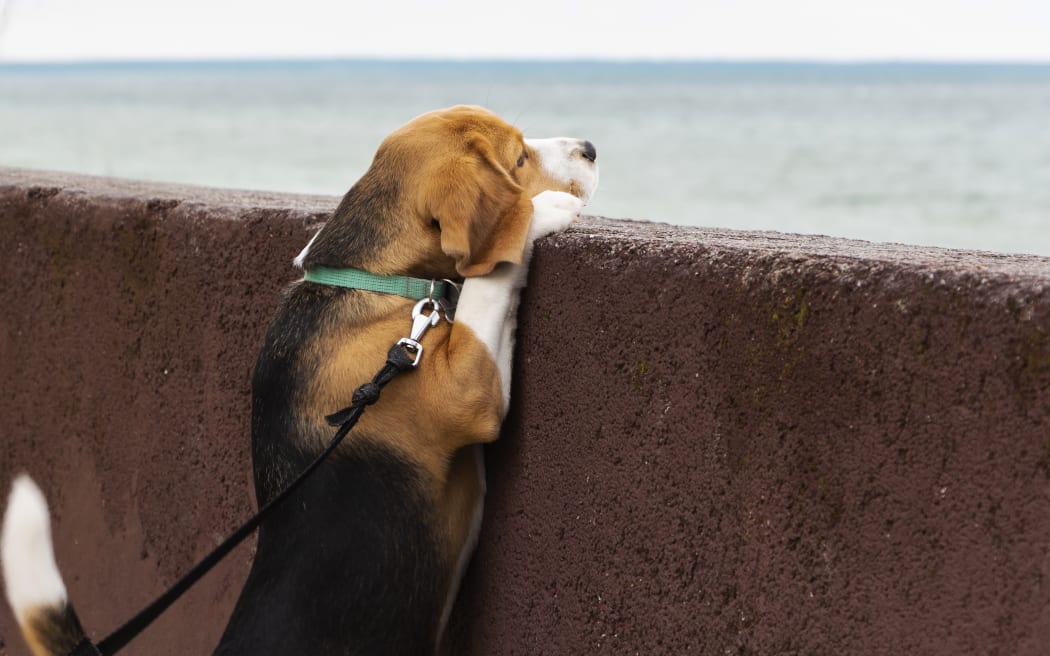 Beagle puppy