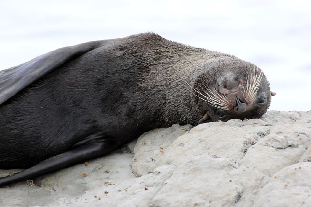 fur seals