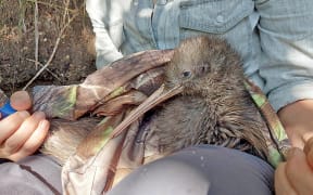 Tuati, a kiwi chick hatched from an egg trust volunteers found abandoned in Ōhope Scenic Reserve, was released into Kōhī Point Reserve two years ago and has been continually monitored until recently.