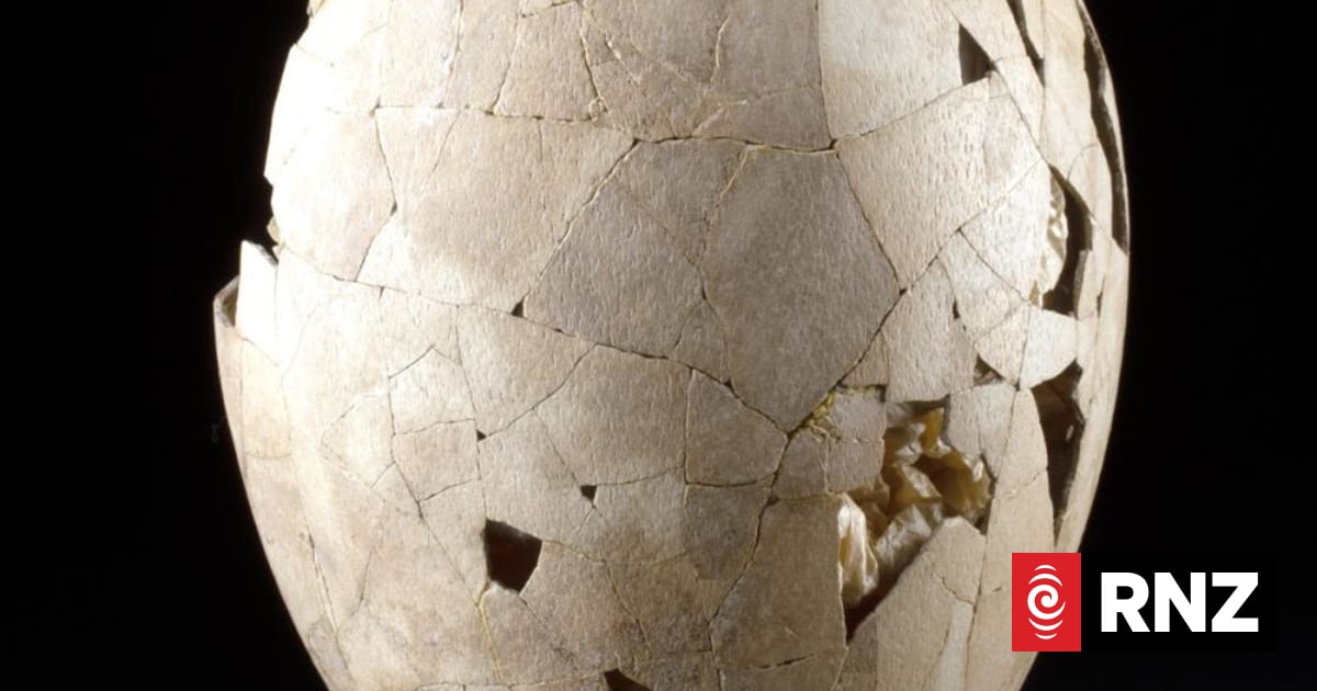 Rare moa egg set to return to NZ after selling at US auction