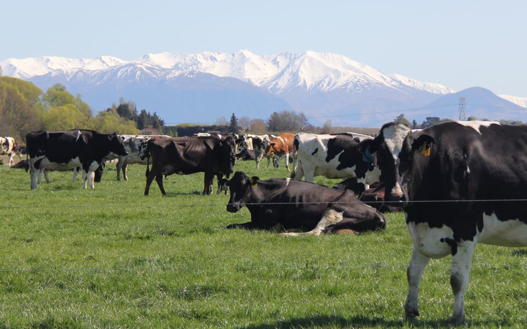 Cows grazing in Mid Canterbury where M bovis has infected five farms