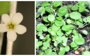 Chaffey Forget-me-not