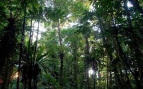 A tropical rain forest in Solomon Islands.