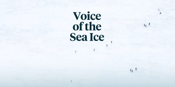 Image of white ice with light wave lines in the top left and bottom right corners with small penguins walking across the ice . The words 'Voice of the Sea Ice' appears in the middle of the image.