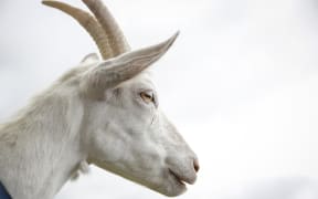 Goats from the farm of Kaikoura Cheese.
