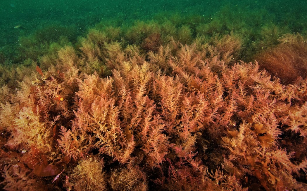 Methane reducing seaweed supplement