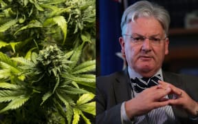 Peter Dunne says raw cannabis is not on the agenda for the current government.
