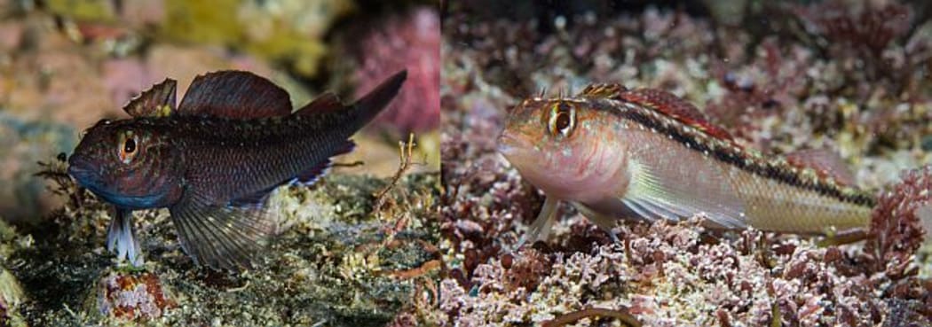 The common triplefins pictured here are found in the intertidal and high subtidal, and they are relatively tolerant of low oxygen conditions in rock pools.