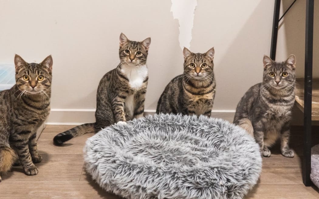 George, John, Paul and Ringo of Christchurch's Catnap Cafe