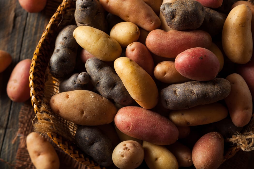 Raw organic fingerling potatoes in a basket.