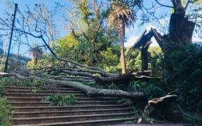 A tree downed by the weather in Albert Park.