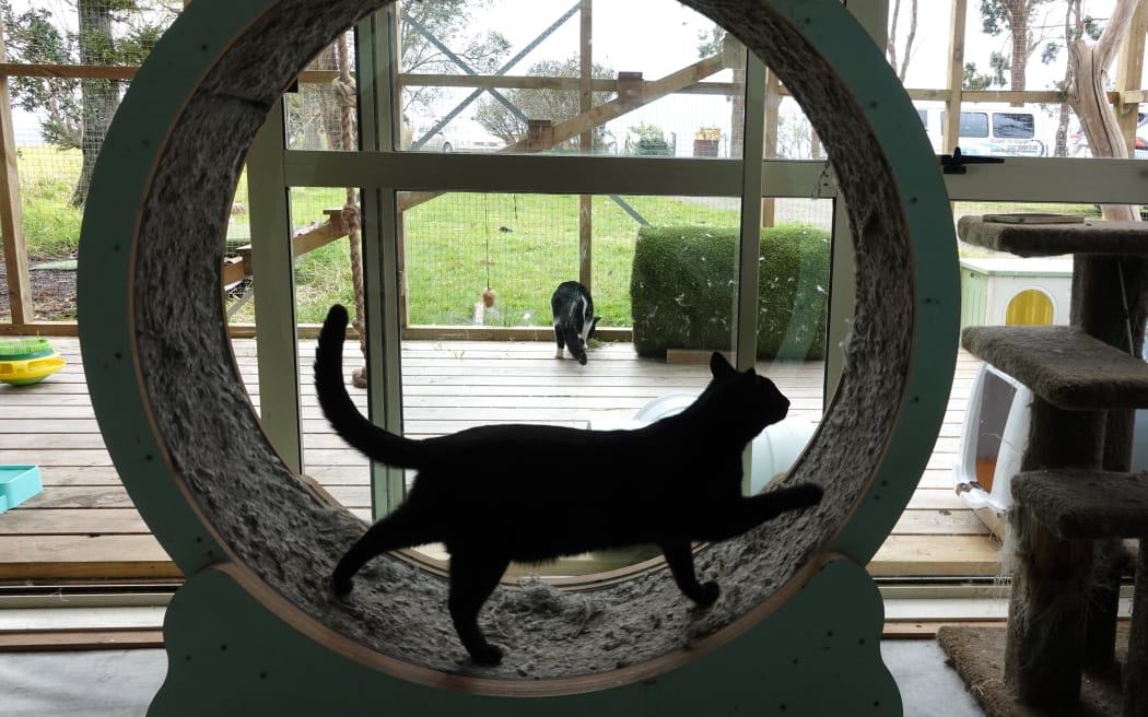 Salem gets some exercise on the cat wheel.