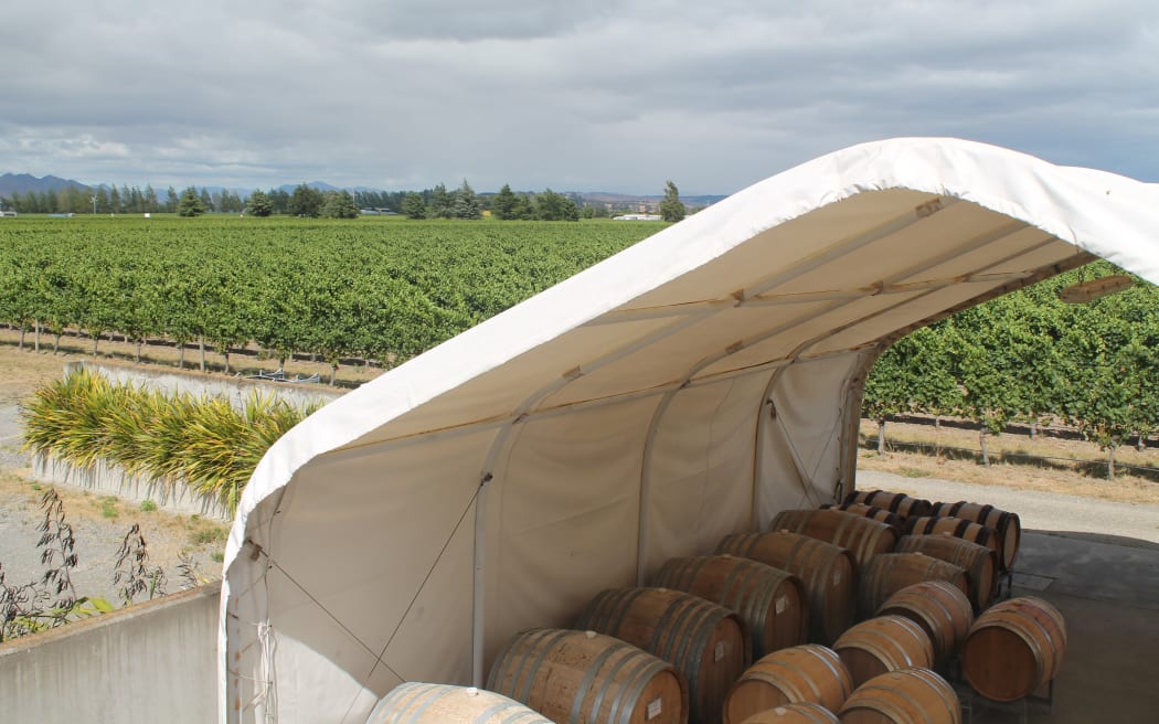 Te Whare Ra vineyard ready for harvest