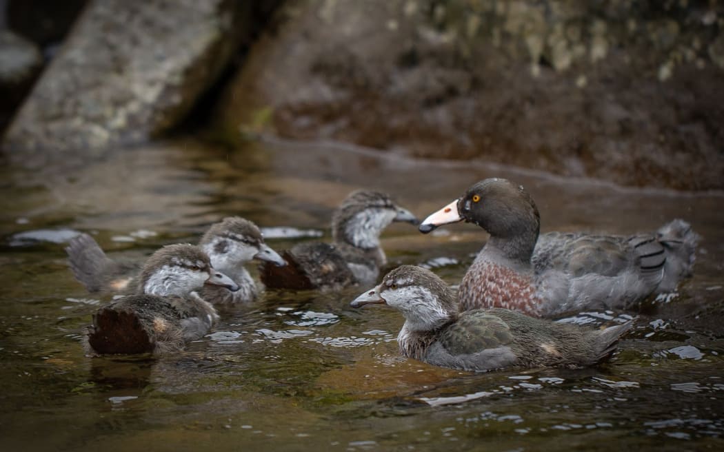 The Eastern Whio Link traps stoats to protect the rare blue duck / whio.