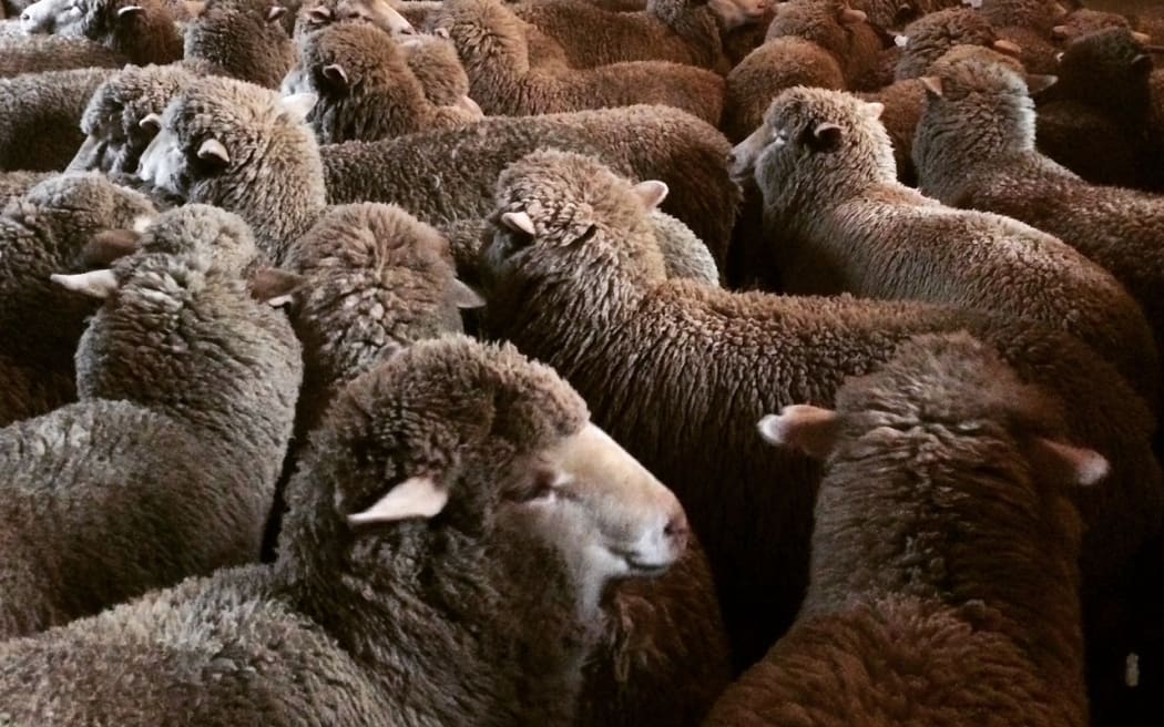 Glenbrook Station Merino sheep ready for shearing