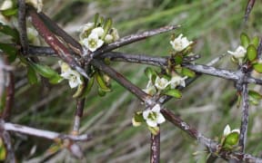 Matagouri (aka wild Irishman / Discaria toumatou)