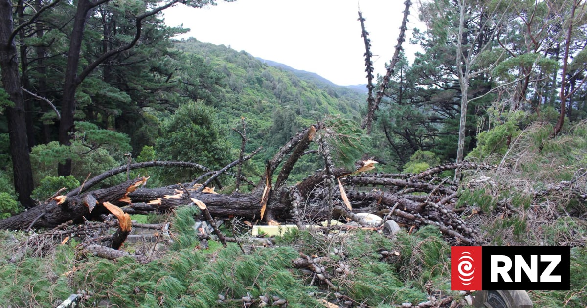 Historic graves damaged by wild weather in Wellington
