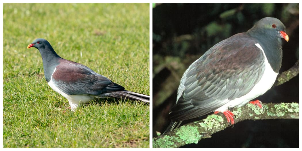 Left: Parea foraging in a grassy field; Right Chatham_Island_Pigeon
