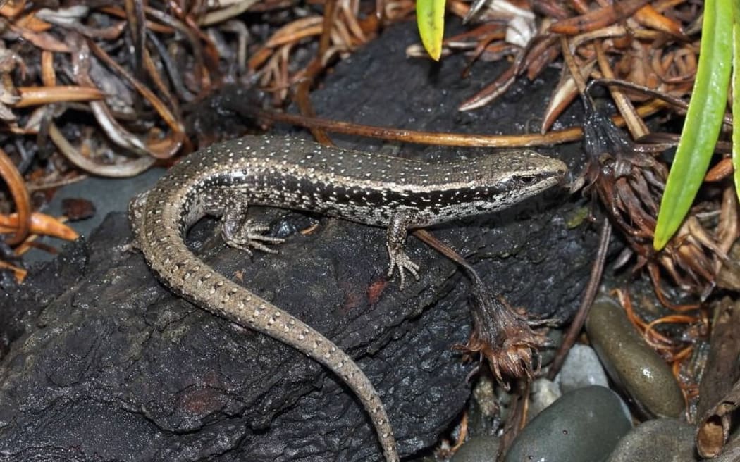 Northern spotted skinks will be moved to a new predator-proof enclosure on Marine Parade. Photo / Biodiversity Hawke's Bay.