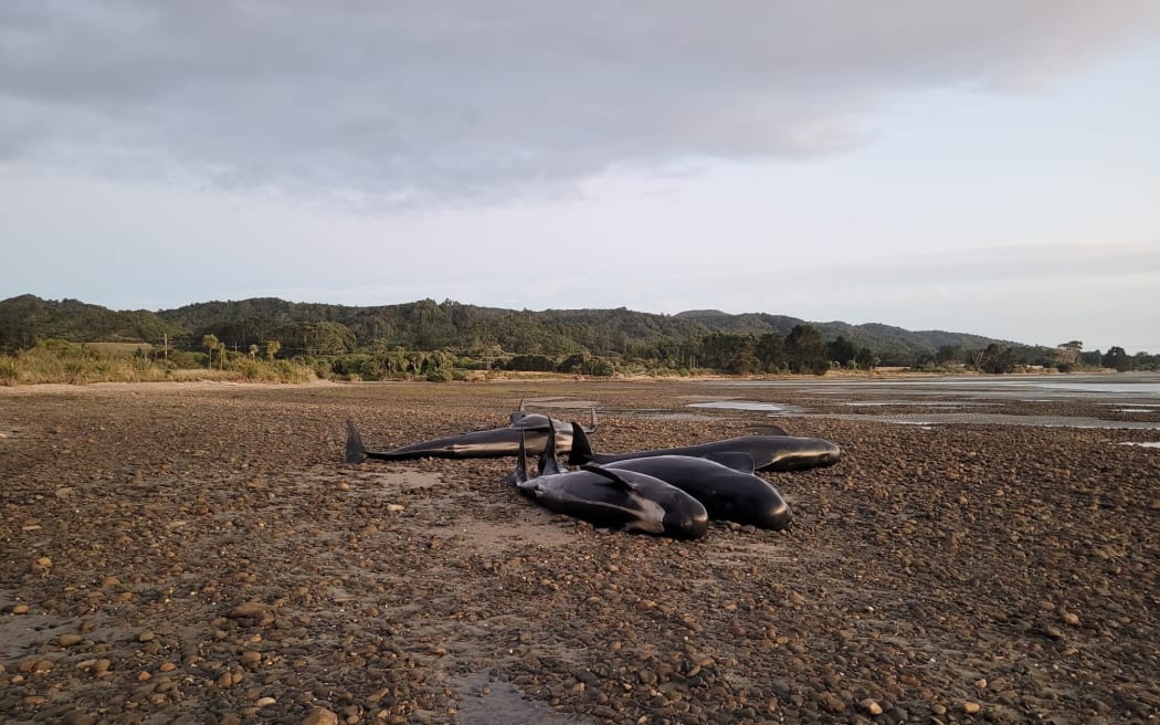 Whales re-stranded in Golden Bay.