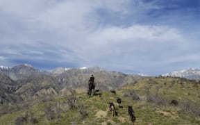 Shepherd Ash Orr mustering in the  Kaikōura Ranges