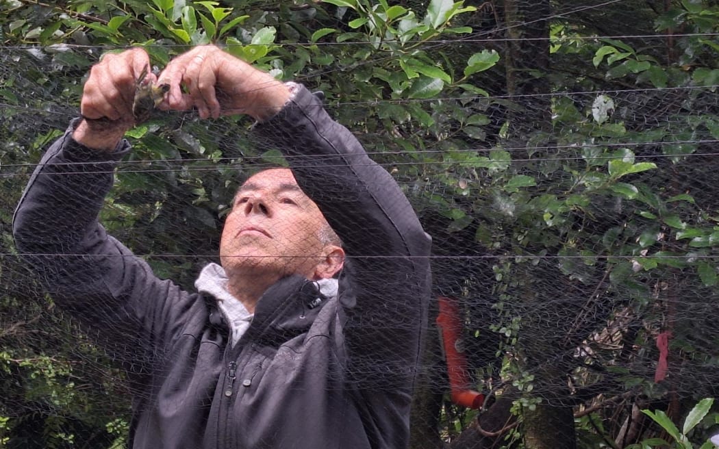 A rifleman is carefully extracted from the net.