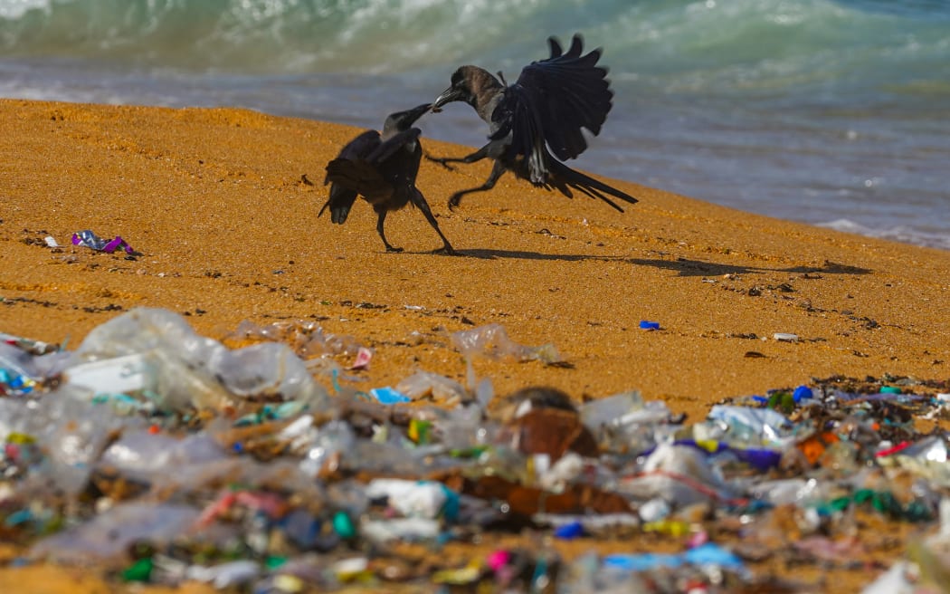 Crows come to eat garbage on the beach in Colombo, Sri Lanka, on August 27, 2023. As the United Nations Environment Programme said, every day, the equivalent of 2,000 garbage trucks full of plastic are dumped into the world's oceans, rivers, and lakes. Plastic pollution is a global problem. Every year, 19-23 million metric tonnes of plastic waste leak into aquatic ecosystems, polluting lakes, rivers, and seas. (Photo by Thilina Kaluthotage/NurPhoto) (Photo by Thilina Kaluthotage / NurPhoto / NurPhoto via AFP)