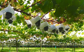 Little "umbrellas" protect the grapes at Budou Senshin from getting sunburnt