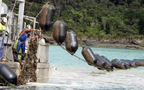 A mussel farm. The aquaculture industry is hoping to develop offshore marine farms.