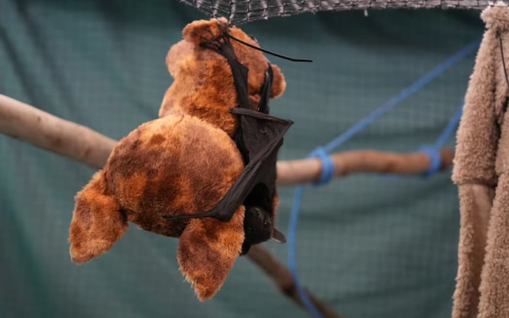 Hundreds of flying fox pups starving to death in wake of ex-Tropical ...