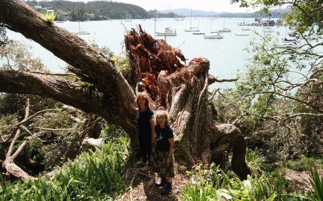 Cynthia Matthews, left, and Linda Harris check out the giant pōhutukawa's splintered trunk.