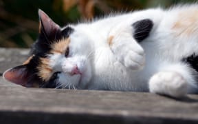 Cats and dogs can suffer heatstroke.