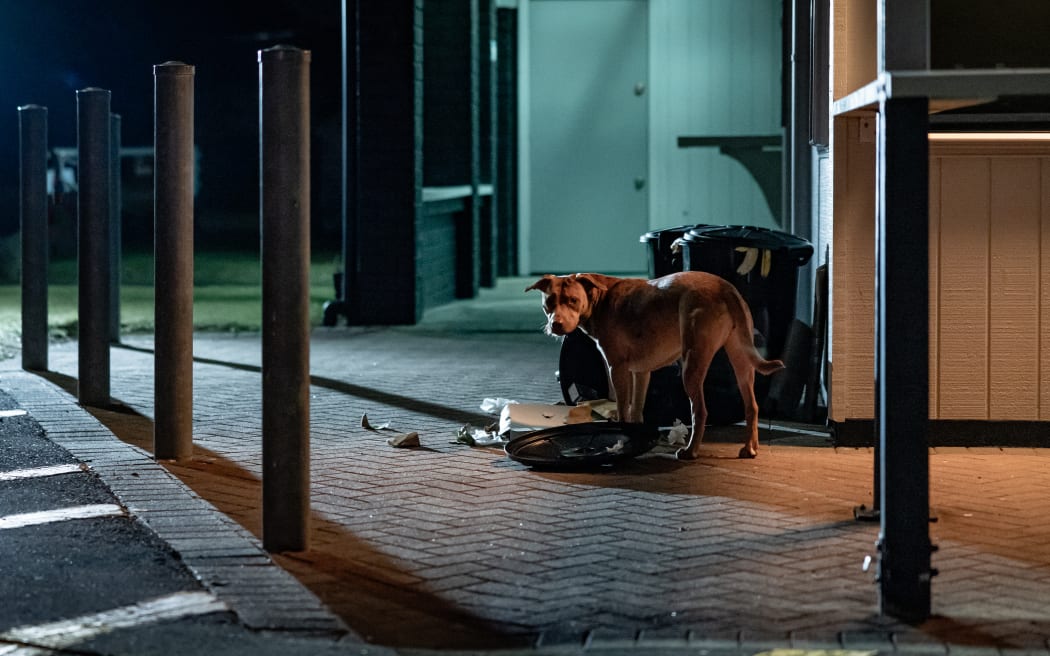 A stray dog (Lulu Burrell) eats out of the rubbish bin