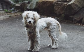 Feral dog