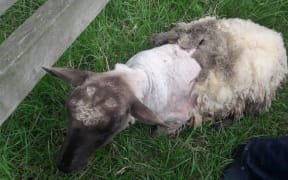 One of the affected sheep on Andrew Dyson's property in Clevedon.