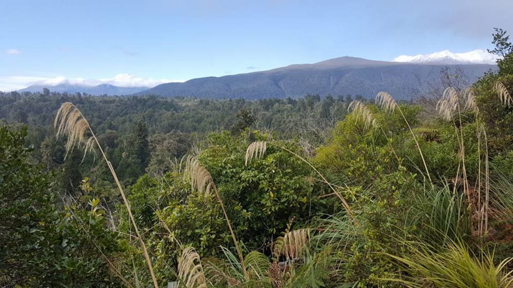Pest control in the proposed Pōkākā Eco-Sanctuary area will be carried out over three years to establish a secure habitat for taonga species.
