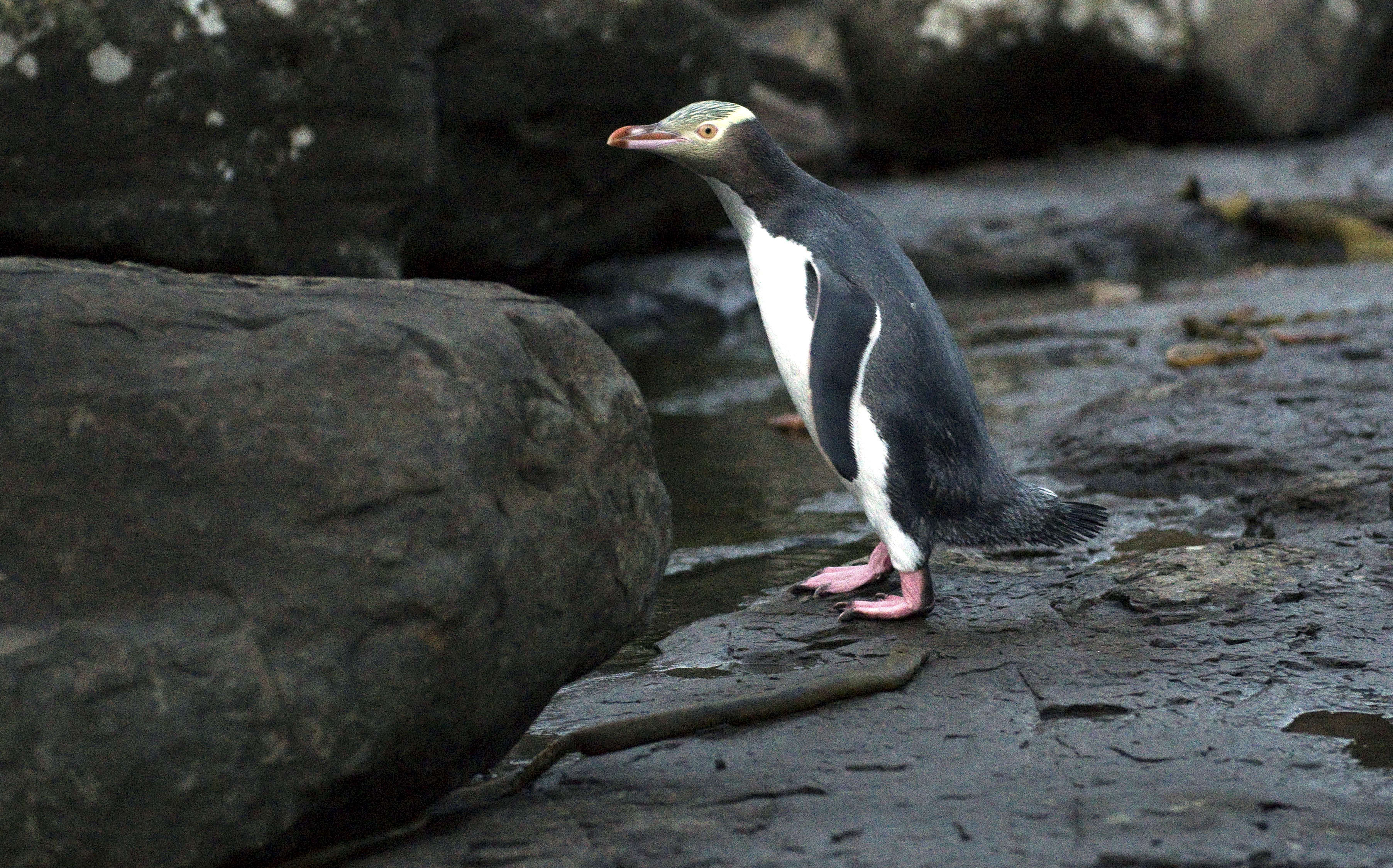 A yellow-eyed penguin at Curio Bay, Southland.