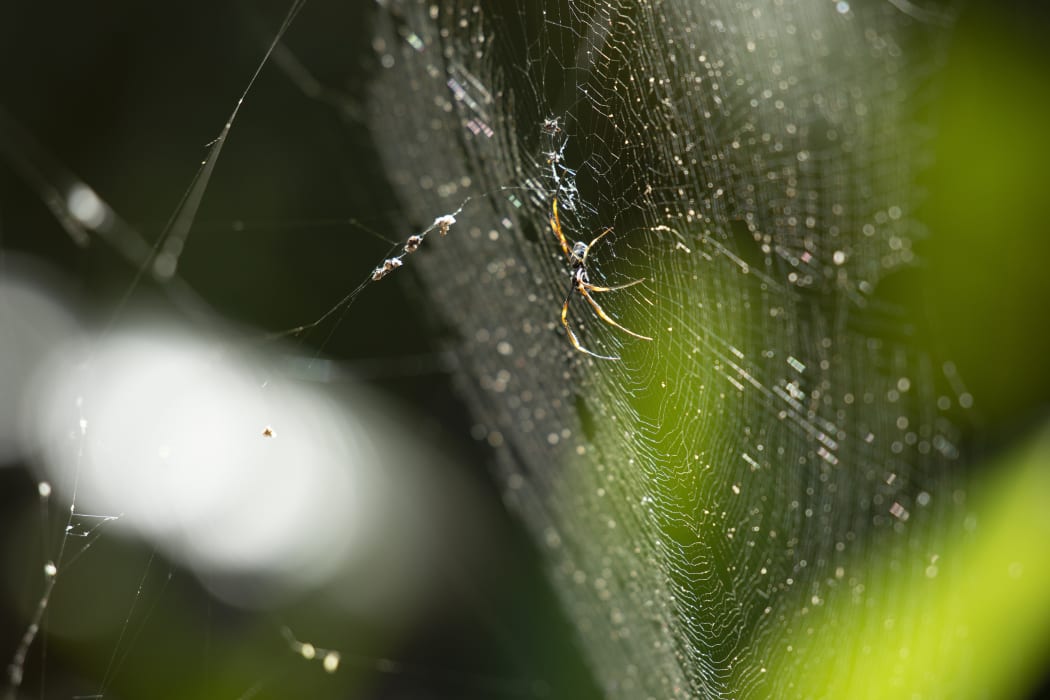 Golden Orb Spider resting on its web during the daytime.