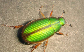 Mānuka Chafer Beetle_Phil Bendle, Friends of Te Henui_
