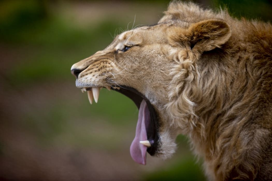A lion is seen at Antalya Zoo in Antalya, Turkey on February 11, 2021.