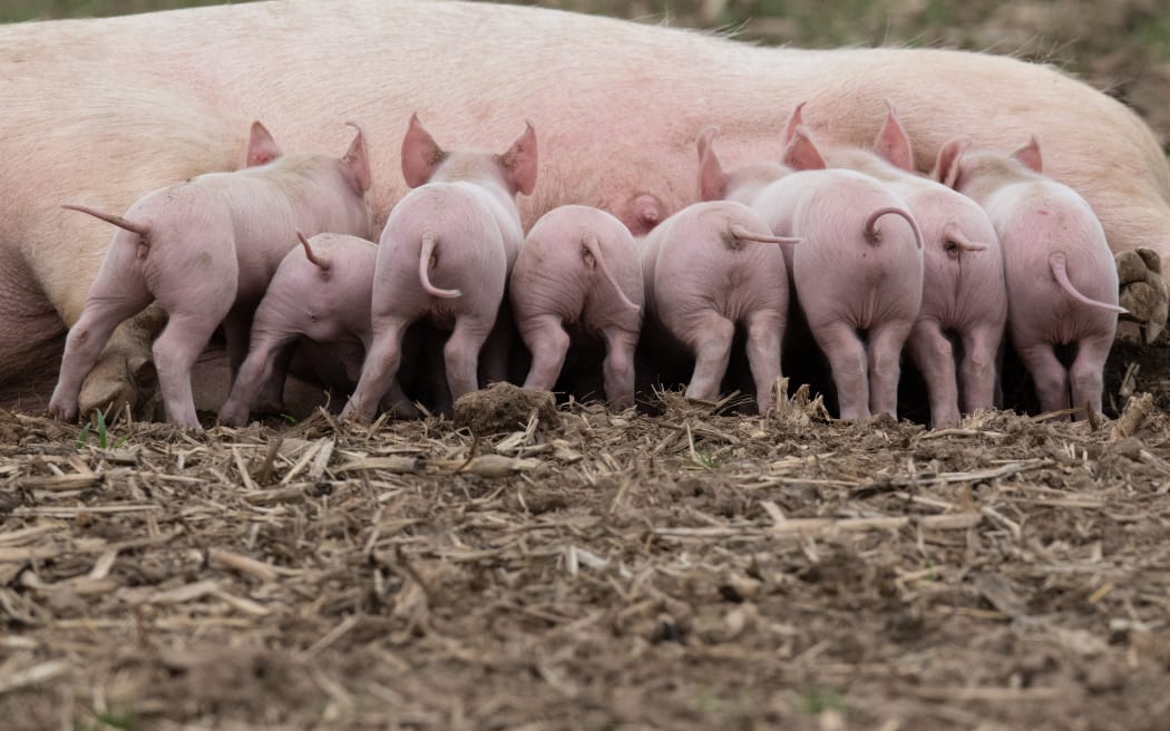 15 April 2022, North Rhine-Westphalia, Jössen: Piglets huddle at their mother's teats in an outdoor enclosure near Jössen in eastern Westphalia, Germany.  AFP