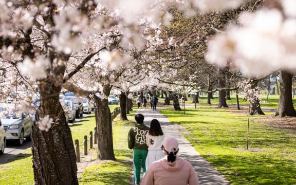 Hagley Park cherry blossoms