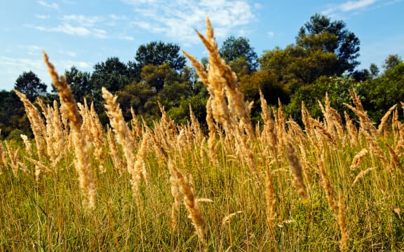 Ryegrass field on a sunny day, green treetops in the background