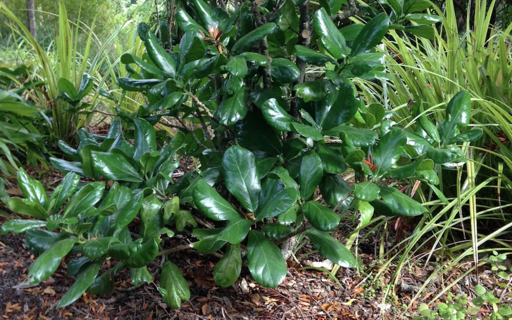 Manawatāwhi kaikōmako