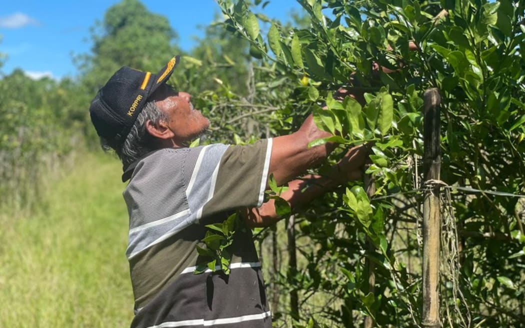 Pramono Suharjono, who transmigrated to Papua, Indonesia, in 1986, harvests oranges on his land in Arso II in Keerom regency, Nov. 1, 2024.