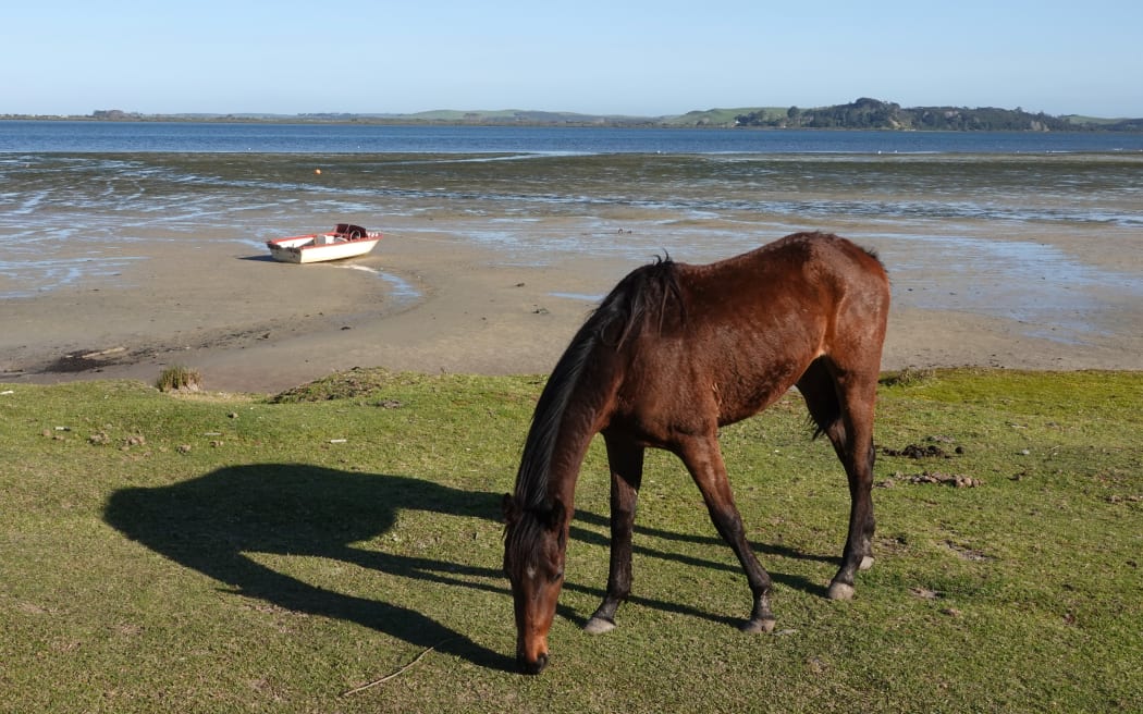 Horses wander freely along the shore at Te Hāpua.